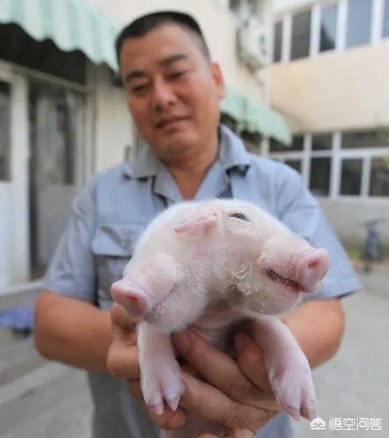 还有哪些像“路边只有一辆共享单车，潘玮柏和罗志祥谁能骑”的脑洞大开的问题？