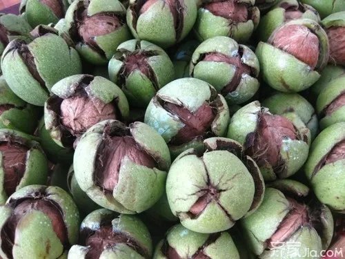 【核桃】8518核桃知识介绍  8518核桃品种优势