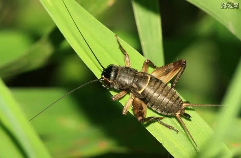 寝室养万余只昆虫 当代达尔文的养殖记