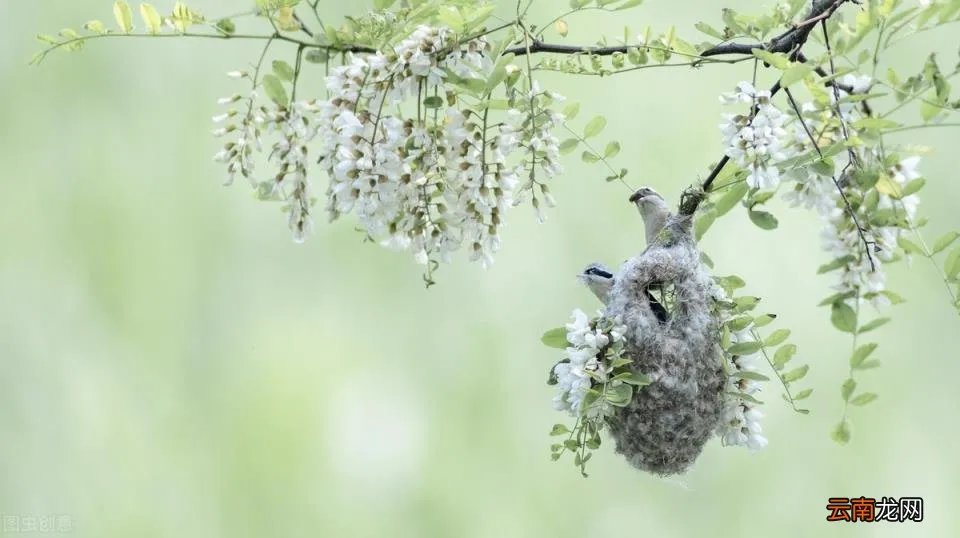 世界著名的十首纯音乐催眠曲 世界十大催眠曲音乐