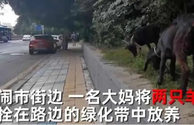 大妈闹市放羊啃食绿化带 现场画面曝光路人提醒反被怼