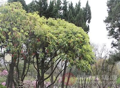 韩式无痕阴道紧缩术注意事项