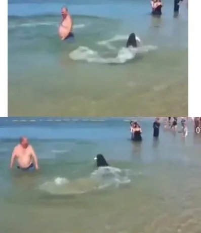 海豹穿梭人群捕鱼是什么情况？