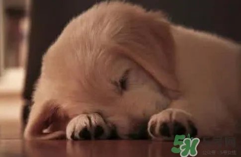 狗肉节是几月几号?2017玉林狗肉节是什么时候