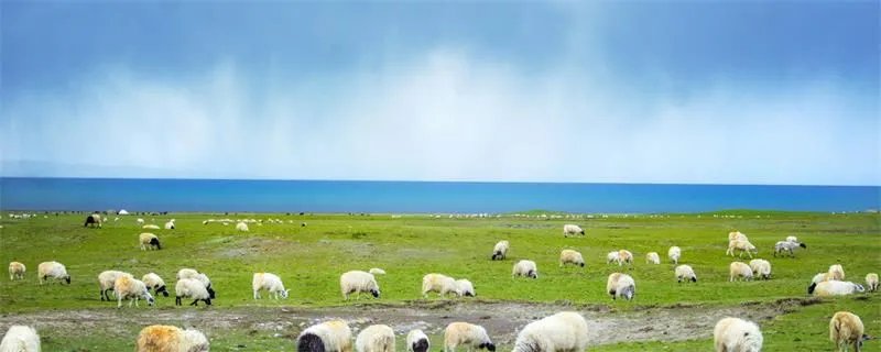 哪个动物的瞳孔是长方形 瞳孔是长方形的动物有哪些