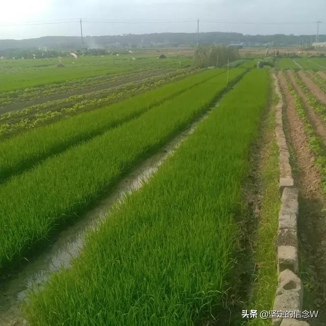 袁隆平称中国不会出现粮荒,你平时更喜欢吃米饭还是馒头?