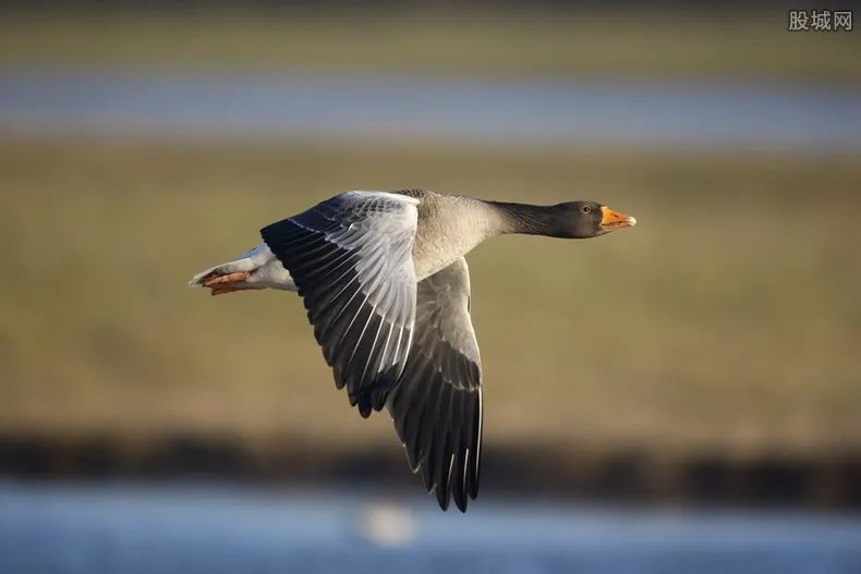 湖南破捕鸟售鸟案 非法捕捉、收购野生鸟类近5万只