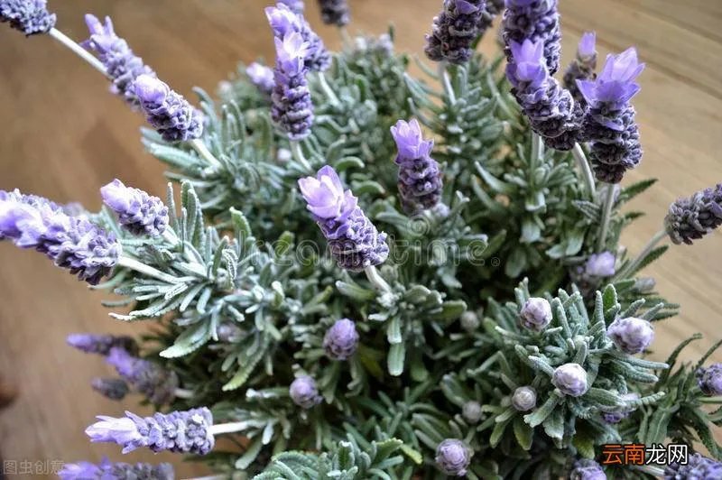 驱蚊效果最好的植物 清香木驱蚊草真的能驱蚊吗