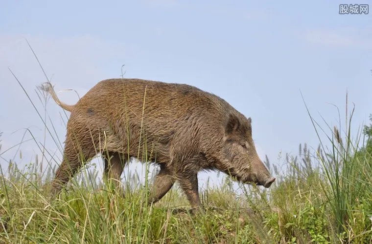 野猪袭击女高中生臀部 野猪2017市场价格行情