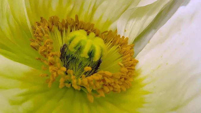 蜂花粉的副作用