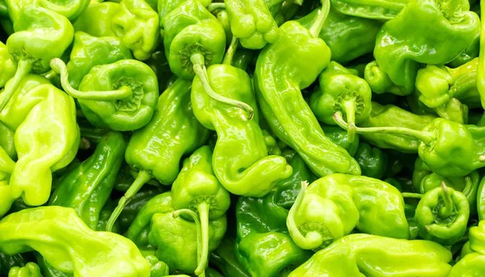 虎皮青椒是哪个地方的菜