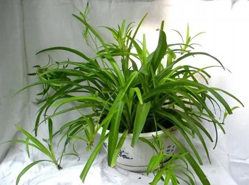 新房装修后放什么植物好 推荐6种最适合去除甲醛的植物