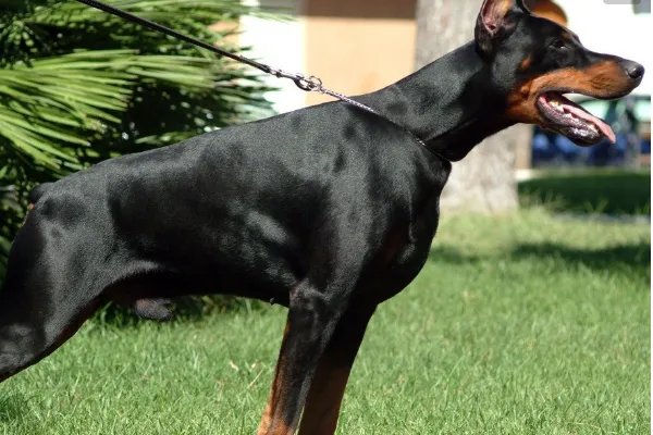 保定9岁女童上学路上被两只大狗咬死,城市里有哪些烈性犬千万不要养?