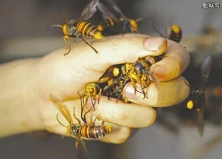 兄弟驯蜂年入百万 年产值超过3百万纯利润超150万