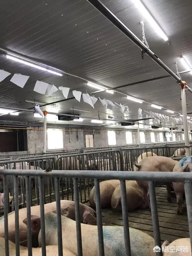 养殖业什么前景最好？