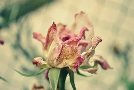 仿真假花是怎么做的 与真花相比有什么特点