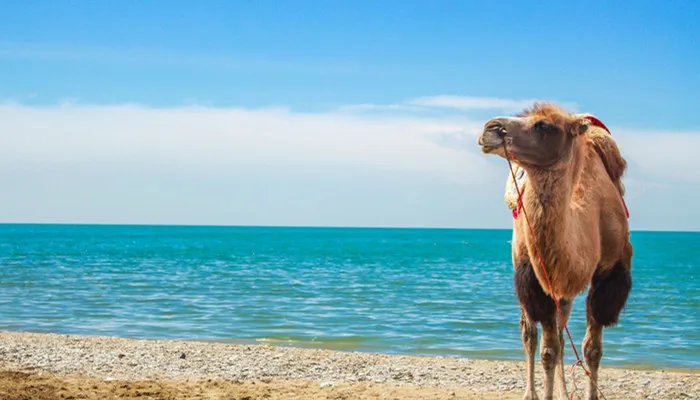 骆驼驼峰储存的是什么