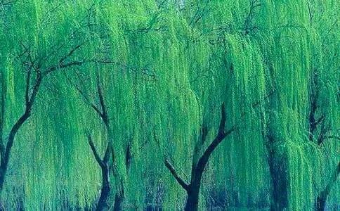 小柳树和小枣树教学反思