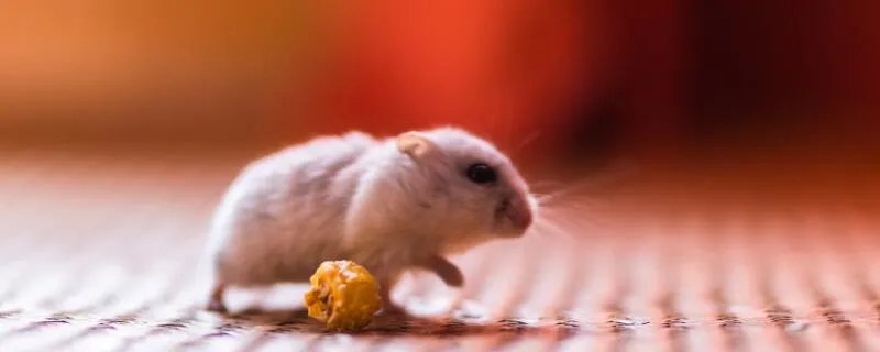 属鼠2020年运势及运程 2020年属鼠人的全年运势