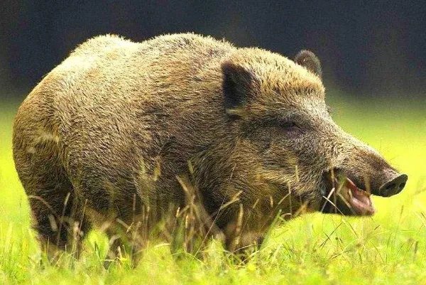 神农架发生野猪非洲猪瘟疫情,为何专家说:危害恐比家猪更严重?