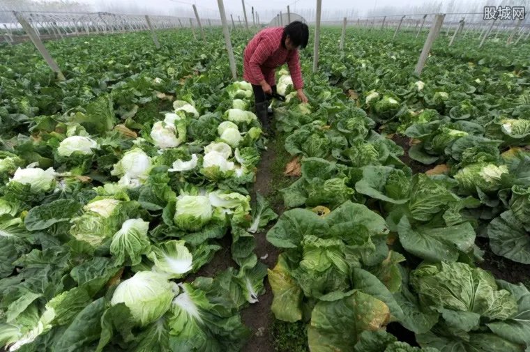 大白菜价格现低谷 大白菜最新价格多少?
