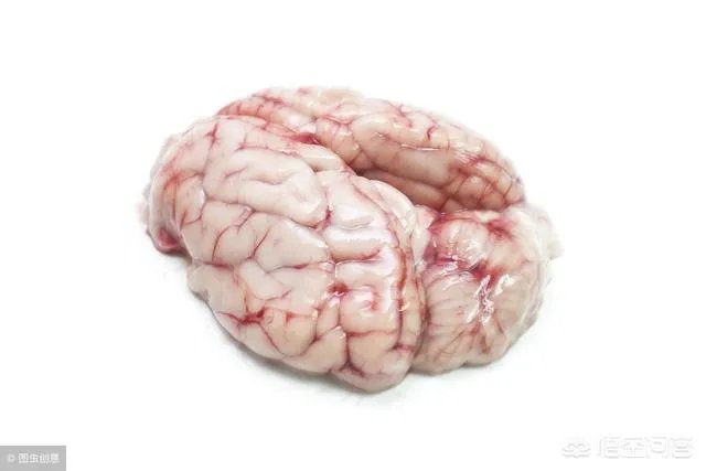 科学家成功复活死亡猪脑，意味着什么？