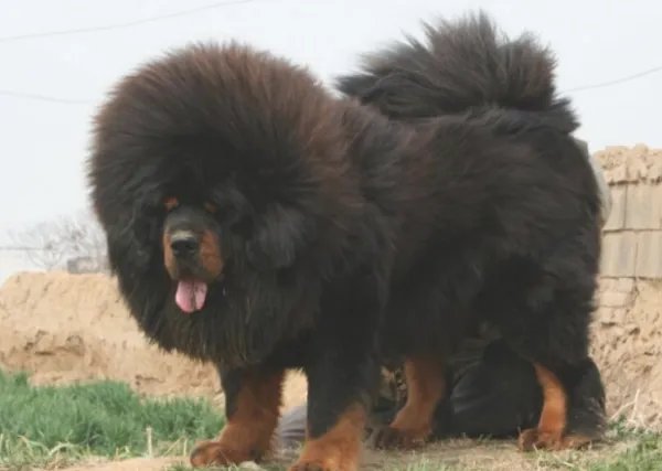 小藏獒是人们最爱饲养的一个品种，纯种小藏獒的价格是多少呢？