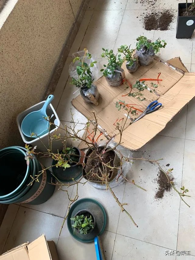 淘宝花店有没有推荐的？