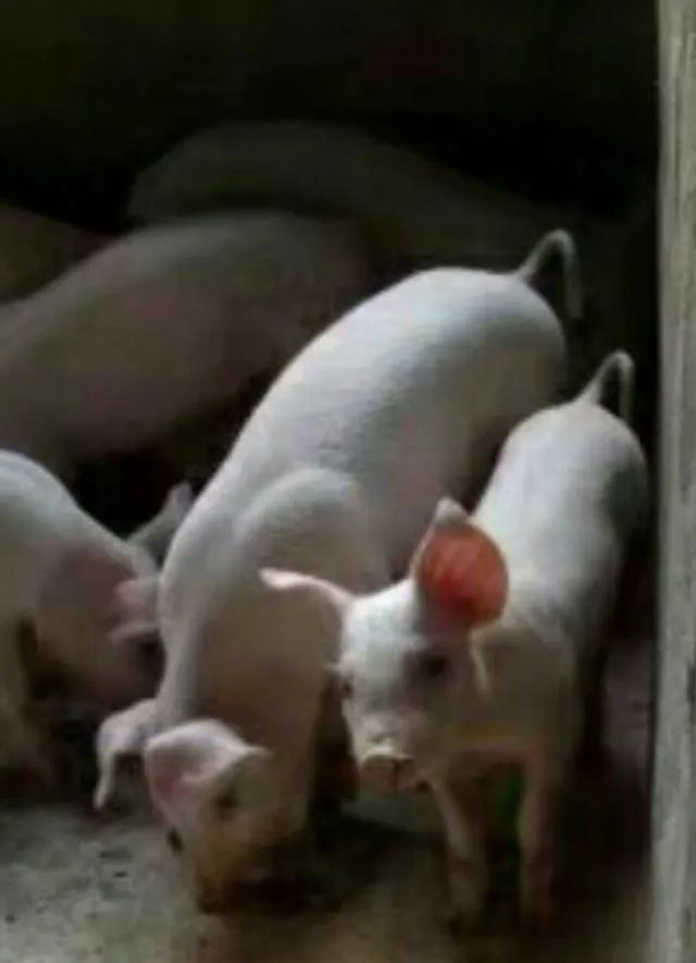 宋小宝书法卖8万，你怎么看？