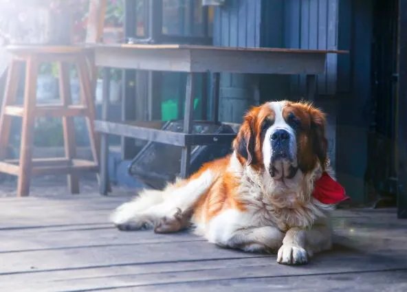 巧克力能喂给狗狗吃吗  巧克力给狗吃了会怎样