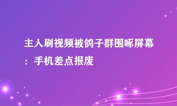 主人刷视频被鸽子群围啄屏幕：手机差点报废
