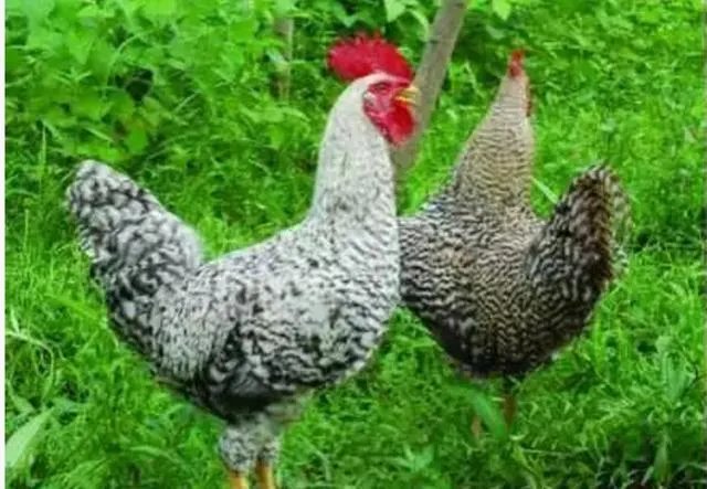 适合湖北农村小型养殖场的散养土鸡哪个品种好?
