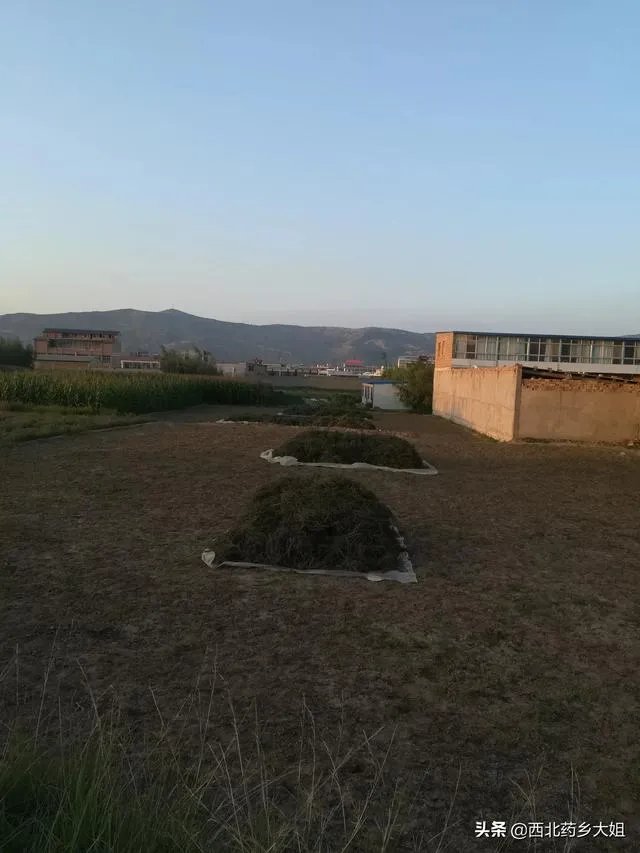 现在种植中药材赚钱吗？