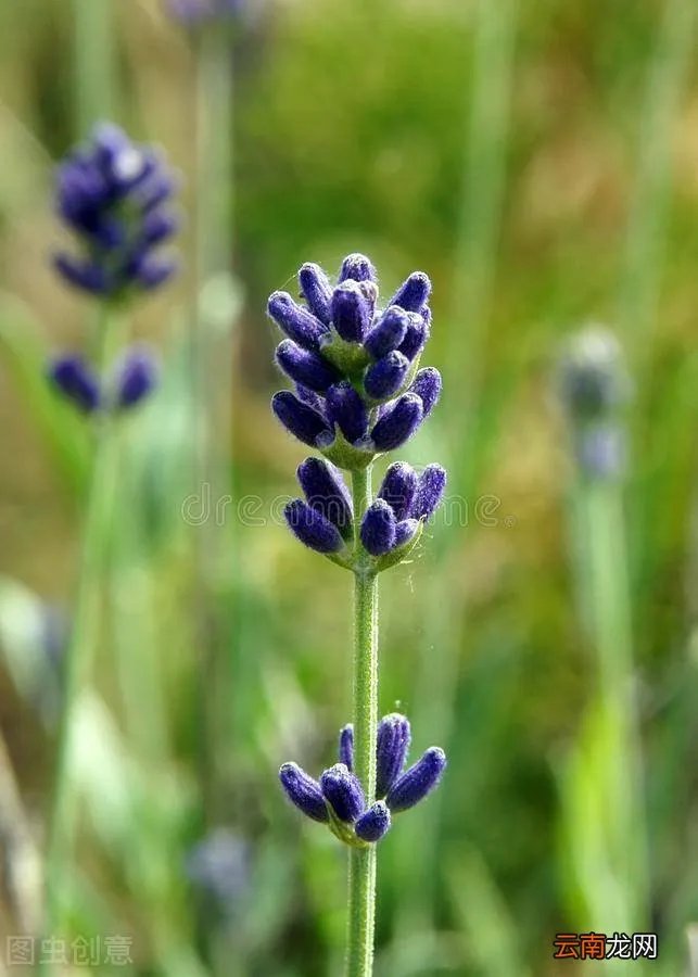 驱蚊效果最好的植物 清香木驱蚊草真的能驱蚊吗