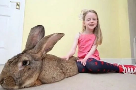 世界上最大的兔子，巨型兔子长1.34米(图片)