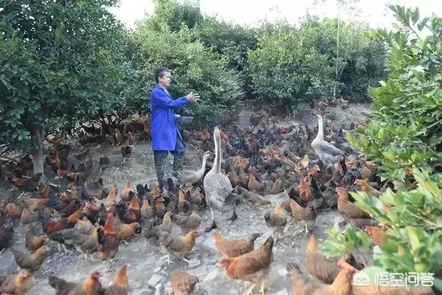 养殖业什么前景最好？