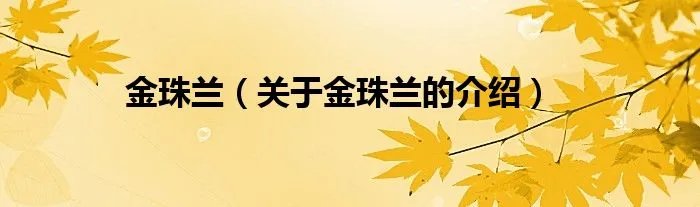 金珠兰（关于金珠兰的介绍）