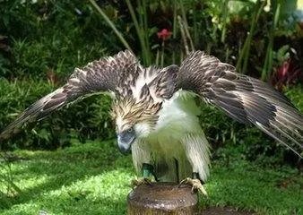 亚洲各国的国鸟是什么?