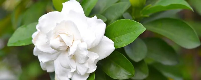 栀子花叶子发黄怎么办 栀子花叶子发黄怎么解决