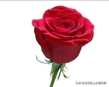 你认为世界上最漂亮的人是谁？为什么？