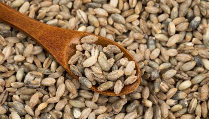 青稞是什么 青稞是什么作物