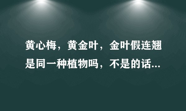 黄心梅，黄金叶，金叶假连翘是同一种植物吗，不是的话有什么区别