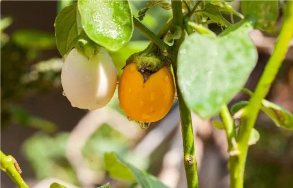 蛋树的蛋树特点