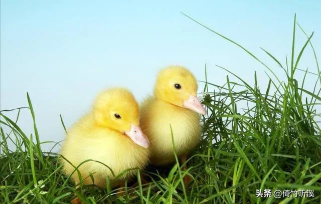 养小鸭
