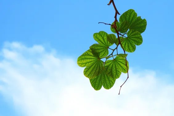 关于风的诗句 描写风特别大的诗句