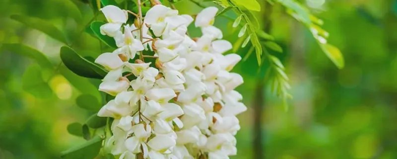 黄槐花可以吃吗 槐花能吃吗