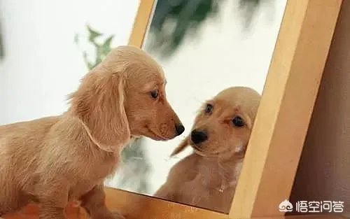 给宠物狗办证需要什么流程？有必要吗？