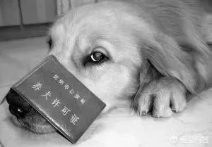 给宠物狗办证需要什么流程？有必要吗？