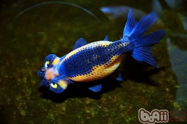 常见热带鱼种类有哪些