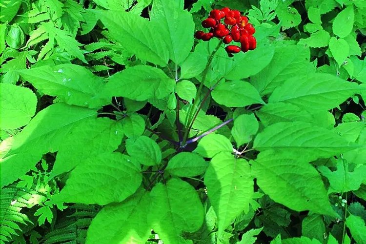 高丽参和红参的区别图片